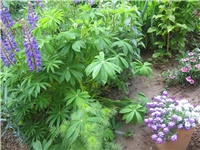 4087e371-Vučike i alyssum.jpg